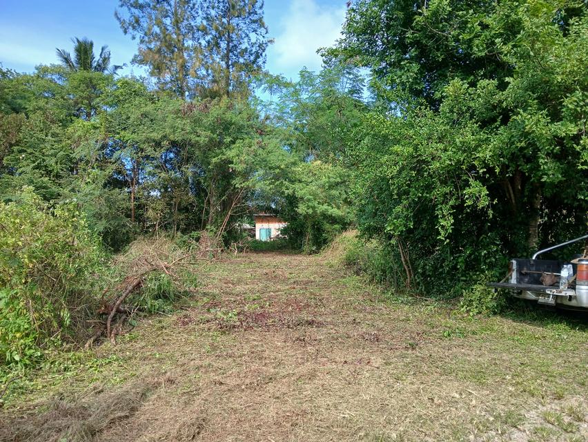 ขายที่ดินเปล่าโฉนด 1 งาน 14 ตร.ว. อยู่ในชุมชน ต.นาชะอัง อ.เมืองชุมพร ห่างศาลากลางจังหวัดเพียง 3 กม. ที่เนินปลอดภัยจากน้ำท่วม เจ้าของเองครับ 7