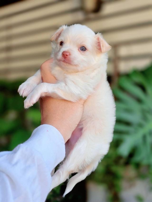 ชิวาวาแท้ ขนยาวสีขาวครีม เพศผู้ รูปที่ 2