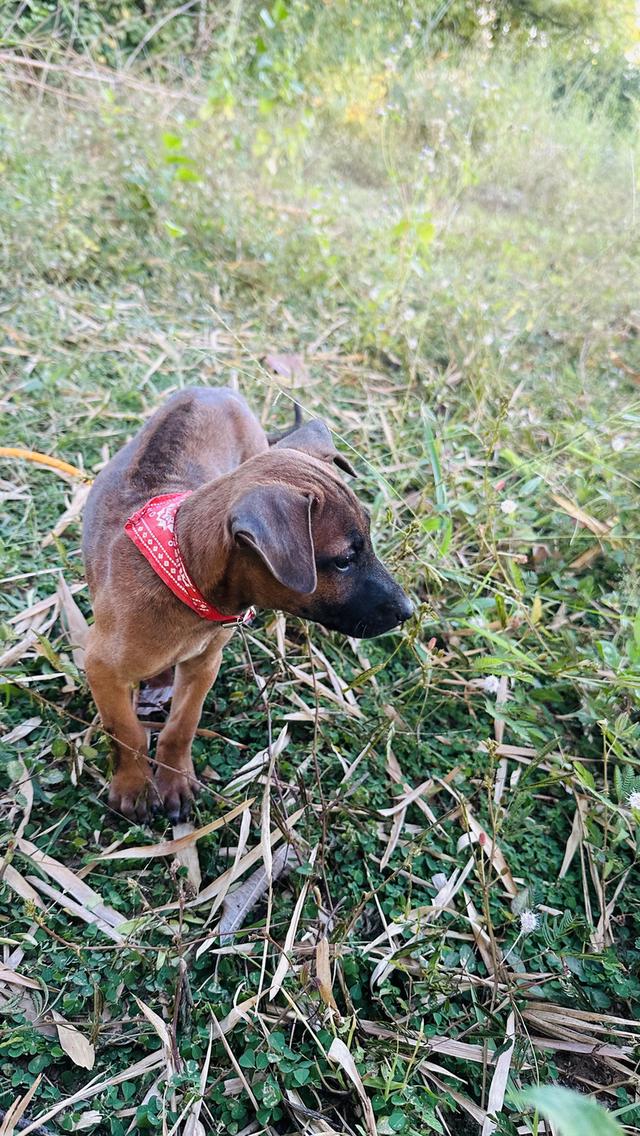 Ridgeback / สุนัข ไทย หลังอาน รูปที่ 6