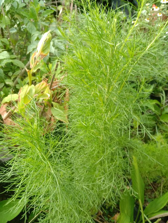 ต้นโกฐจุฬาลัมพาไทย กลิ่นเหมือนผักชีลาว ส่งเป็นต้นเพาะชำ