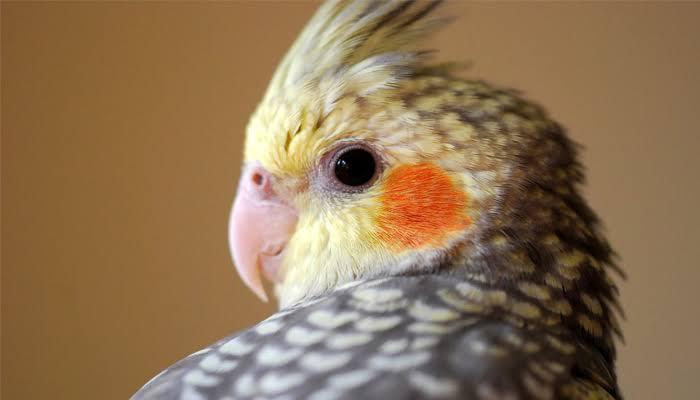 นกค๊อกคาเทลสีเทา (Grey Cockatiel) 3