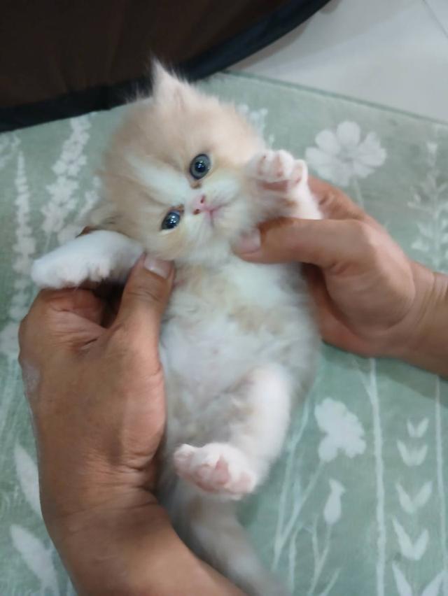 ลูกแมวแอคโซติก 6