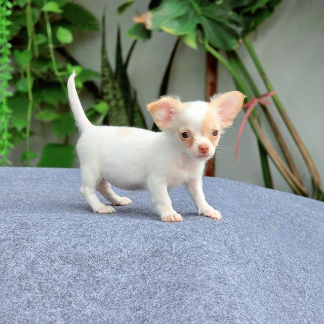 Chihuahuaแท้น้องชูการ์ เพศเมีย