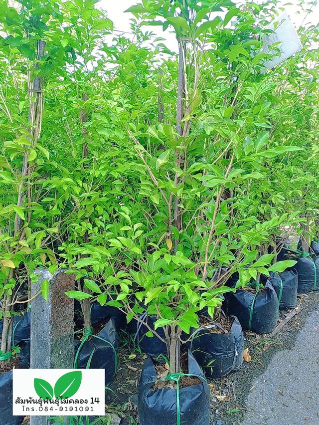 ต้นแก้ว ต้นดอกแก้ว ดอกแก้ว