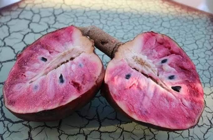 หนอยหน้าแดง (เพาะเมล็ด) ต้นสูง25Cm. 🎊มีจำนวนจำกัด