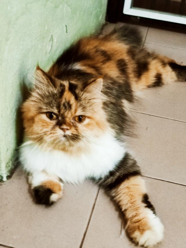 Persian big femail cats