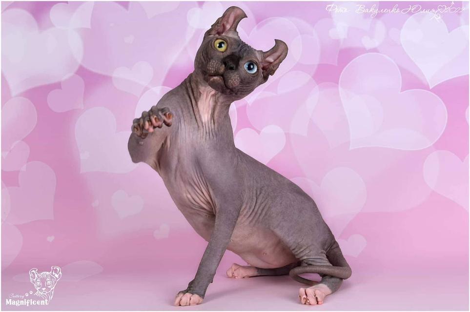 ขายแมวsphynx 2