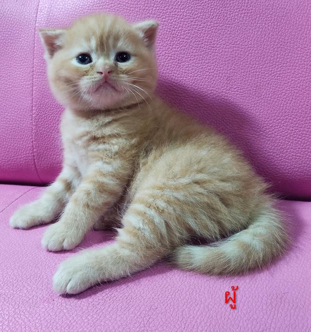 ขายแมวสก๊อตติสโฟร์ด😻