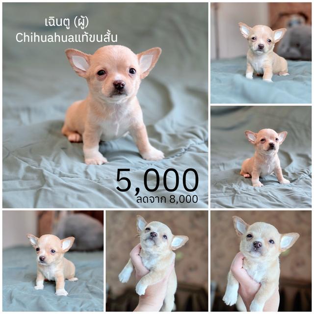 ชิวาวาแท้มีทั้งแบบขนสั้นและขนยาวพร้อมย้ายบ้านมีบริการจัดส่งจ้า รูปที่ 8