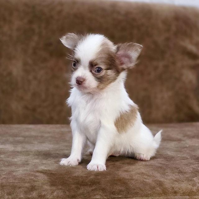 ชิวาวาแท้ขนยาว เพศชาย 9