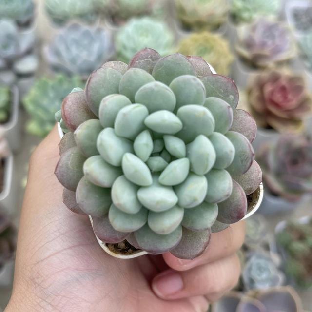 กุหลาบหิน  Graptosedum Vera Higgins 4