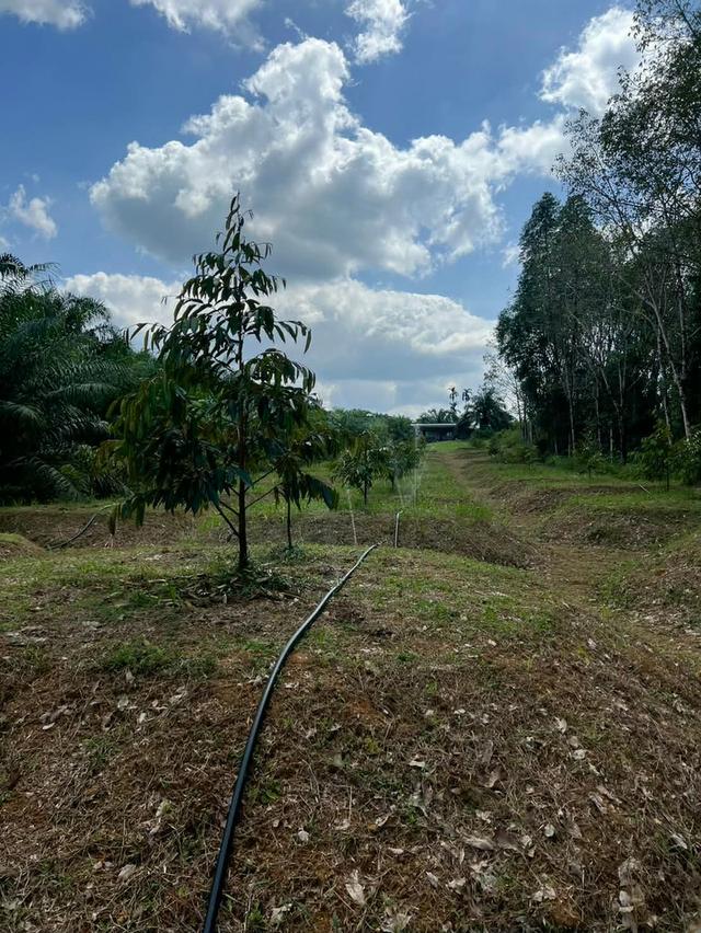 สวนปาล์มสวนทุเรียนพร้อมบ้านสวน 3