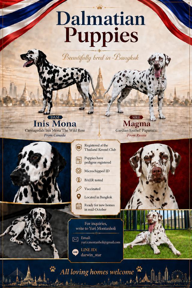 Premium Registered Dalmatian Puppies
