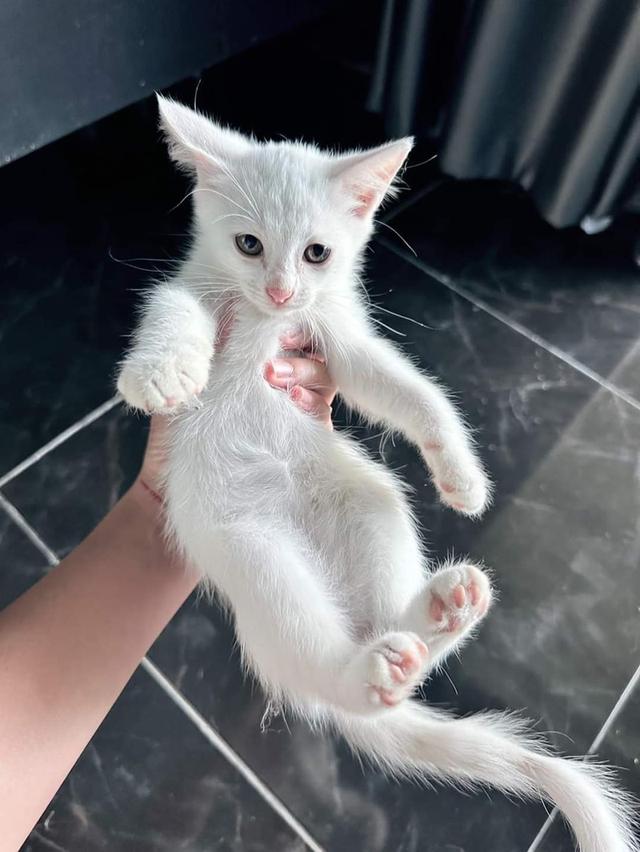 ขายแมวเปอร์เซียสีขาวตัวเล็ก 2