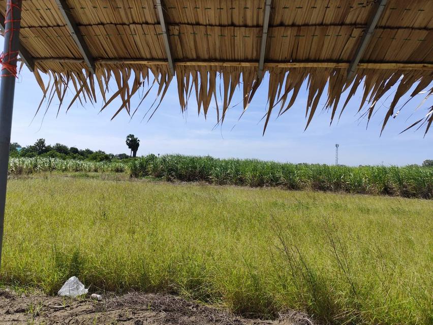 Sale large land 9.3 Rais suitable for projects or building house etc, can be subdivided Kamphaeng Saen District, Nakhon Pathom Province near Bangkok 5