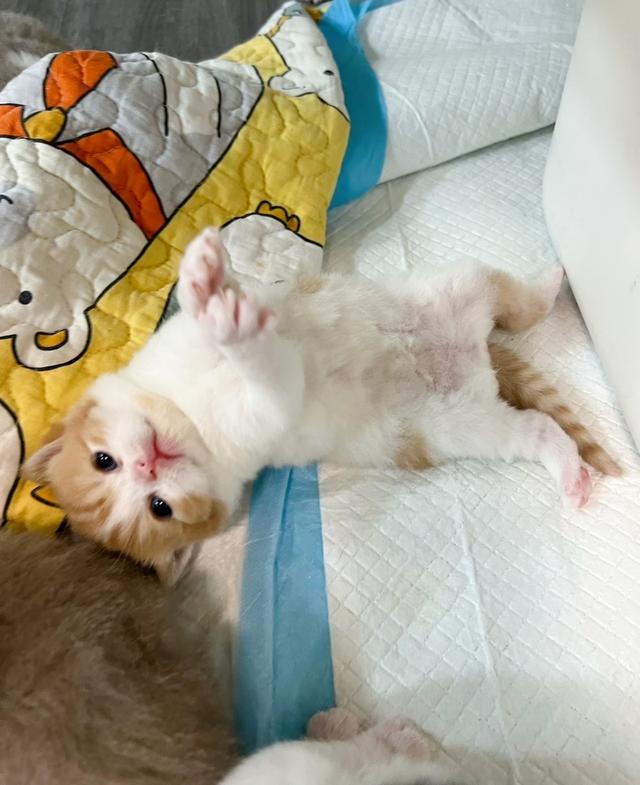 เเมวบริติชช๊อตแฮร์.. รูปย่อยที่ 4