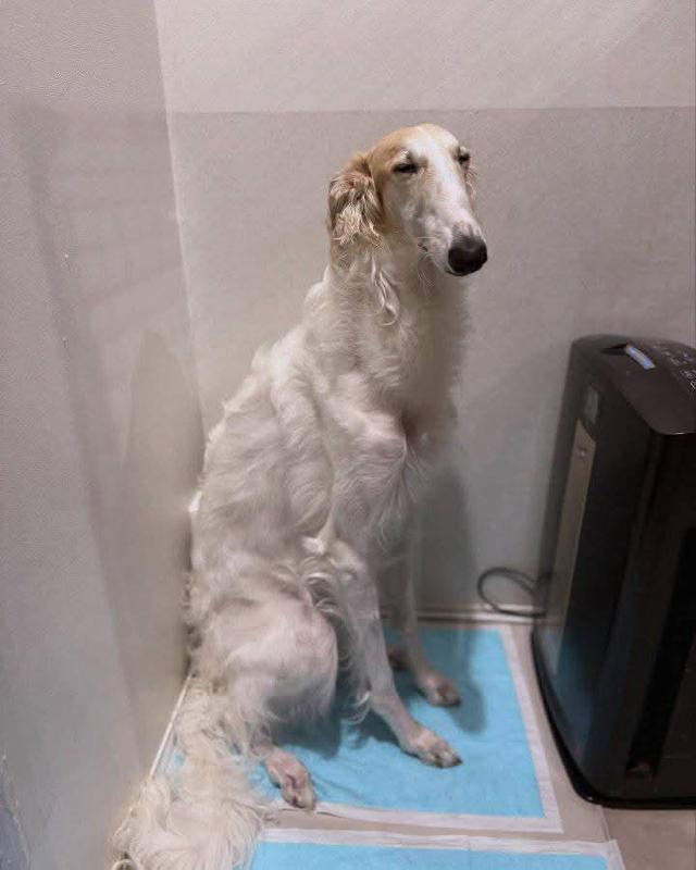 ขาย Borzoi ตัวเมีย พร้อย้ายบ้าน 2