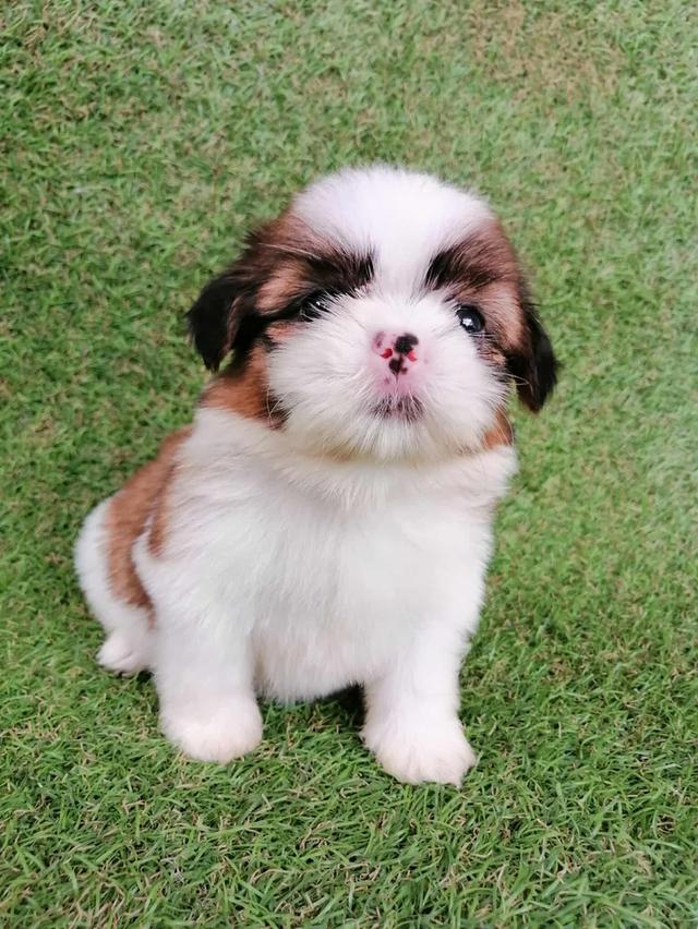 ชิสุห์เเท้ พร้อมย้าย