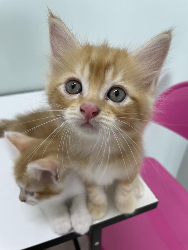 เปอร์เซียผสมสก็อตติช 1,500 น้องน่ารักมาก เข้ากระบะทรายได้แล้ว