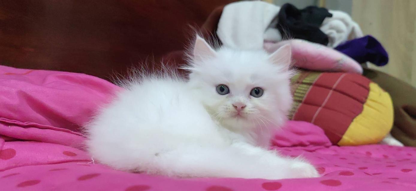 ขายลูกแมวเปอร์เซียน่ารัก ผู้ชาย ผู้หญิง พระรามสอง เทียนทะเล รูปที่ 9