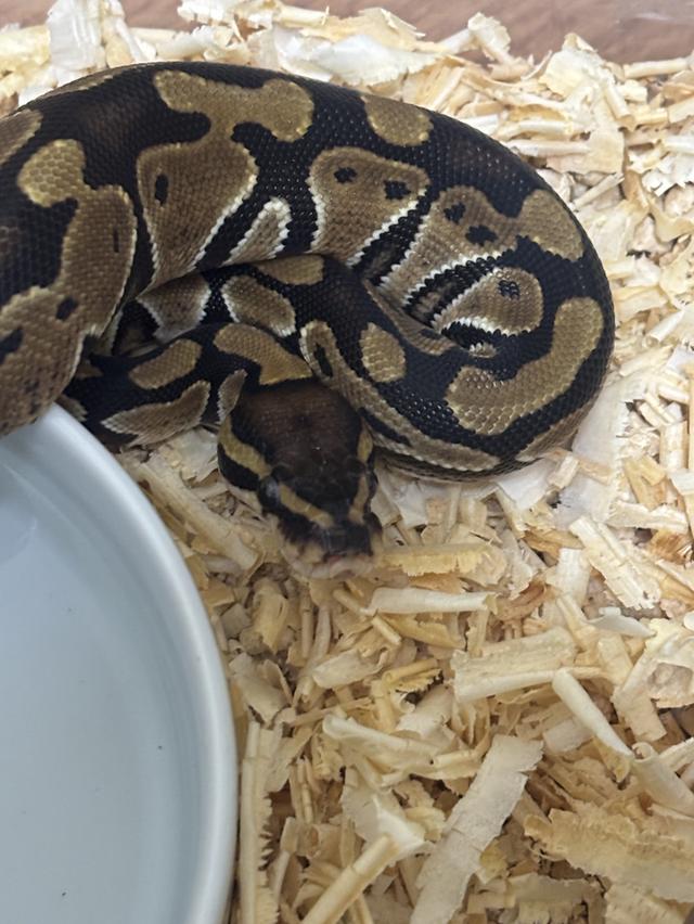 ปล่อยงูบอลไพธ่อน normal 