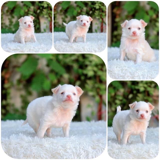 ชิวาวาแท้ ขนยาวสีขาวครีม เพศผู้