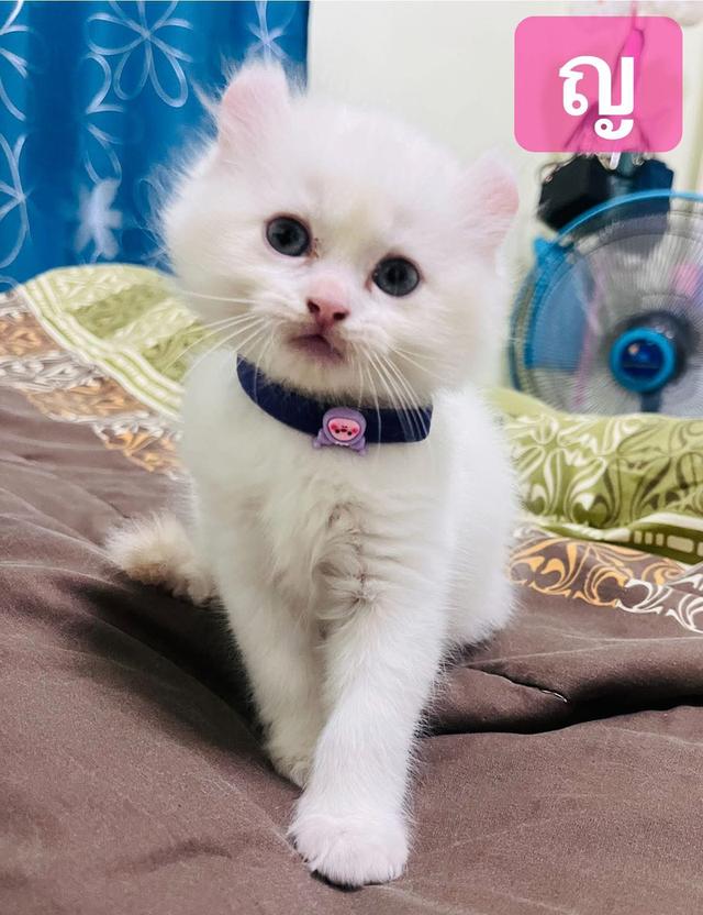 แมวอเมริกันเคิร์ล 2