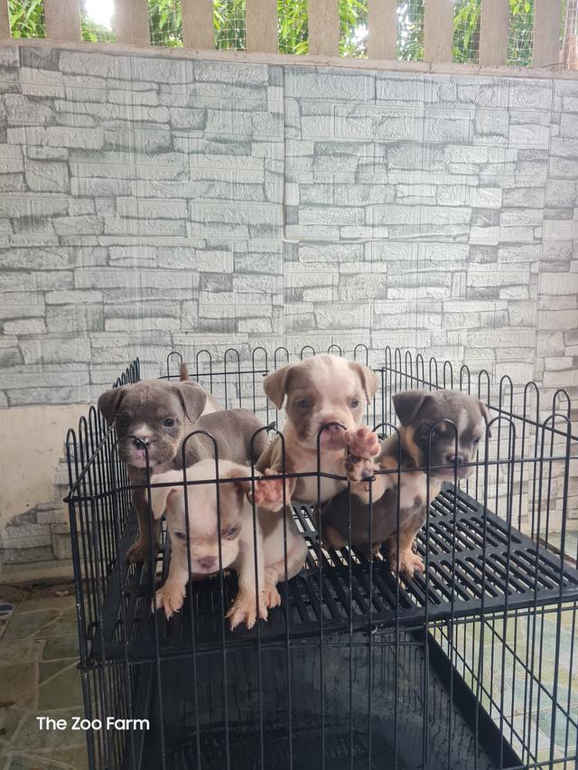 ลูก  Exotic Bully  6