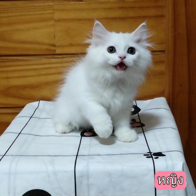 ลูกแมวเปอร์เซียลพบุรี รูปที่ 7