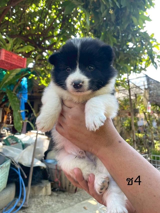 ลูกสนุัข พันธุ์บางแก้ว 12