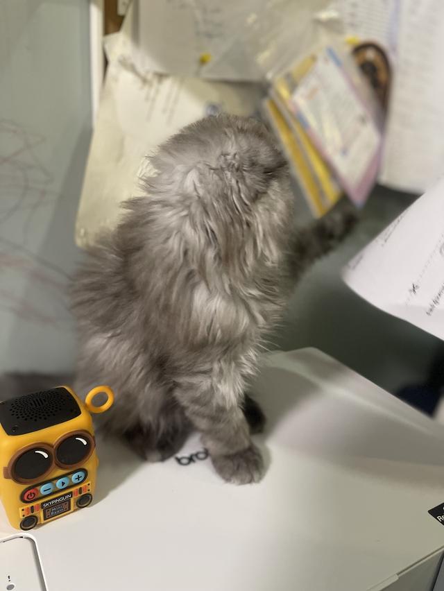 น้องแมวหน้าดำ(ชาย2เดือน)พร้อมย้านบ้าน 7