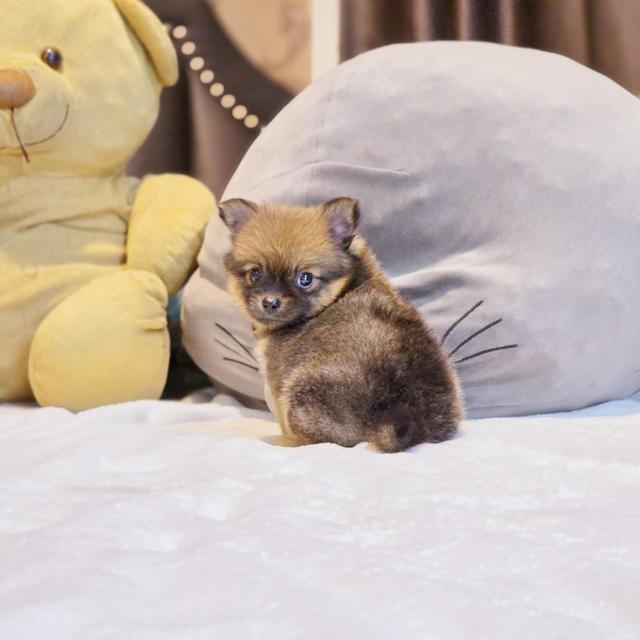 น้องชาโคลปอมชิเพศเมีย