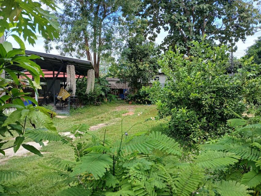 ขายที่ดินวิวสวยๆแปลงหัวมุม ติดถนน 2 ด้านโซนช่างเคี่ยน-หอประชุมนานาชาติ ใกล้เมือง วิวสวยๆ เนื้อที่ 157 ตารางวา 6