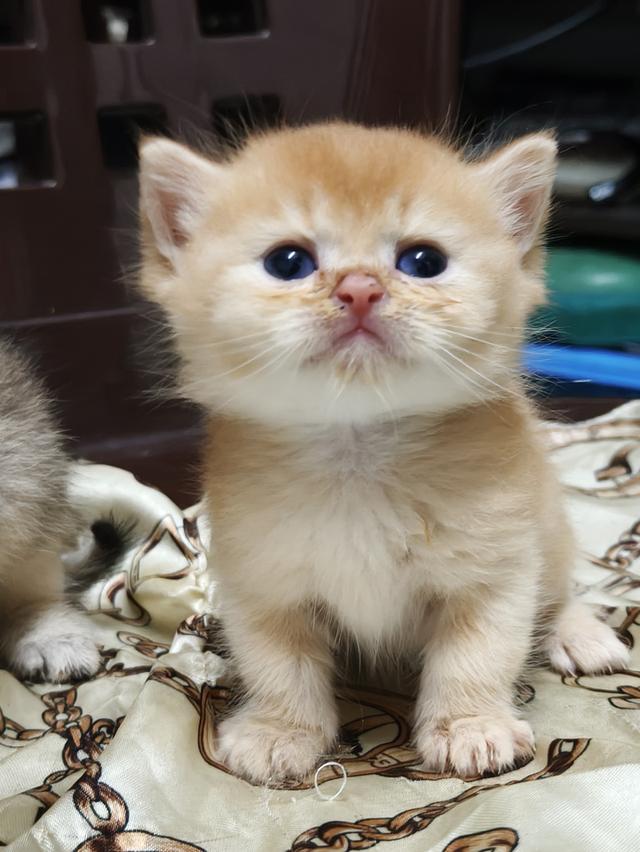 ลูกแมว สีส้มสี🍊น้ำตาล🐻หูพับและไม่พับ มันกินช์ขาปกติ รูปที่ 7