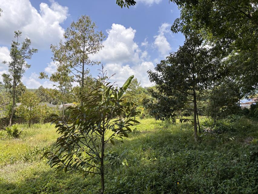ที่ดินพร้อมสวนทุเรียน 9