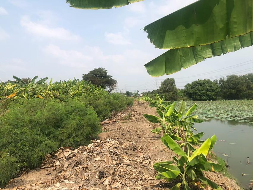 ขายที่ดินสวยรมน้ำคลองบางใหญ่ จังหวัดนนทบุรี  จำนวน 3 ไร่ 10