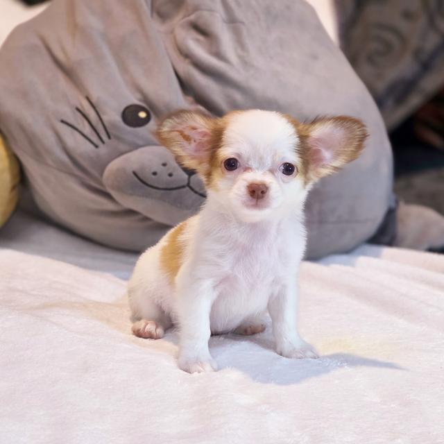 น้องปุยฝ้ายชิวาวาขนยาวเพศเมีย 4