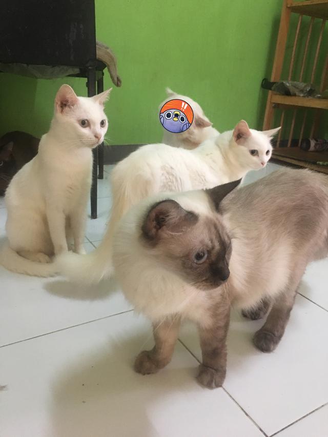 หาบ้านอบอุ่นให้แมวโต