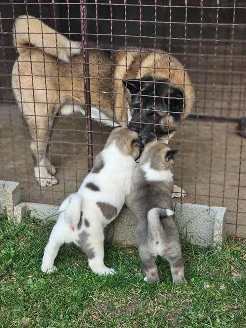 Akita Puppies Available