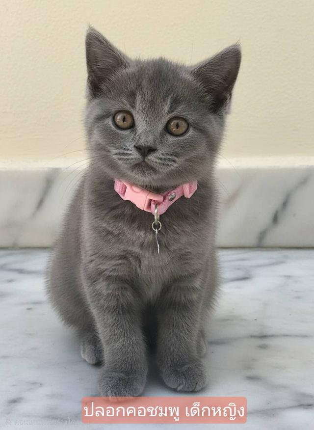 ลูกแมวบริติช ชอร์ทแฮร์ (British Shorthair) เด็กหญิง 2