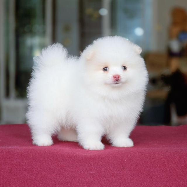 Pomeranianเพศผู้สีขาวล้วนขาวโอโม่ไซส์เล็กพร้อมซน