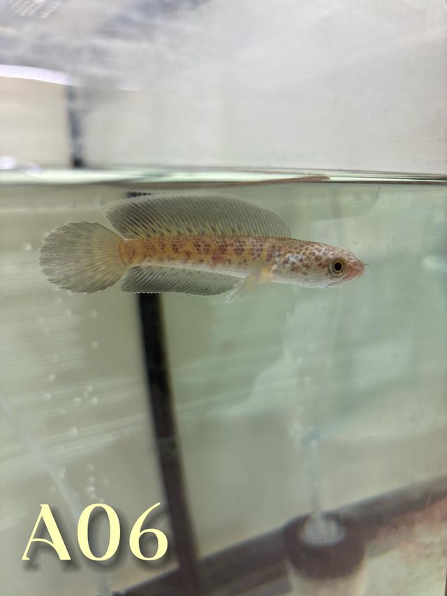 Auranti CB ( Hi-Fin ) 2.5-3.0 Channa Fish #oscar_channa_fish รูปที่ 5