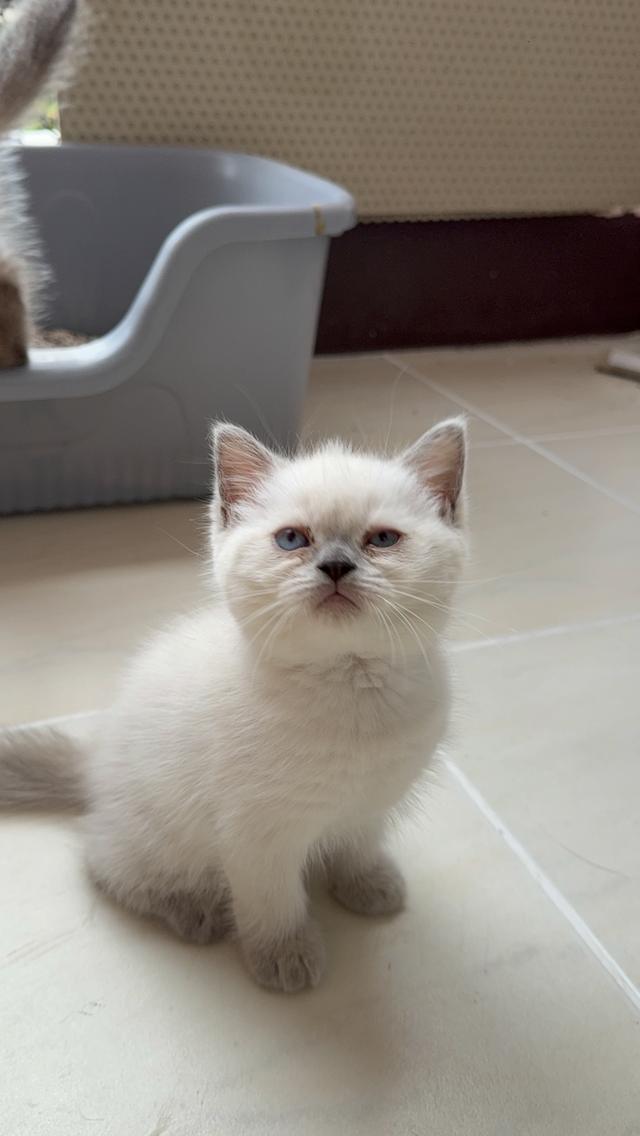 แมวมันช์กิ้นผสมเปอร์เซีย สีบลูพ้อย รูปย่อยที่ 2