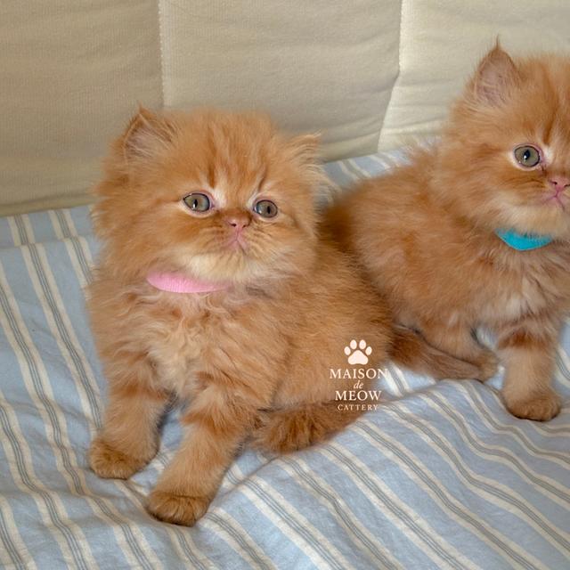 เปอร์เซีย สีส้ม หน้าบี้ อ้วนๆ 3