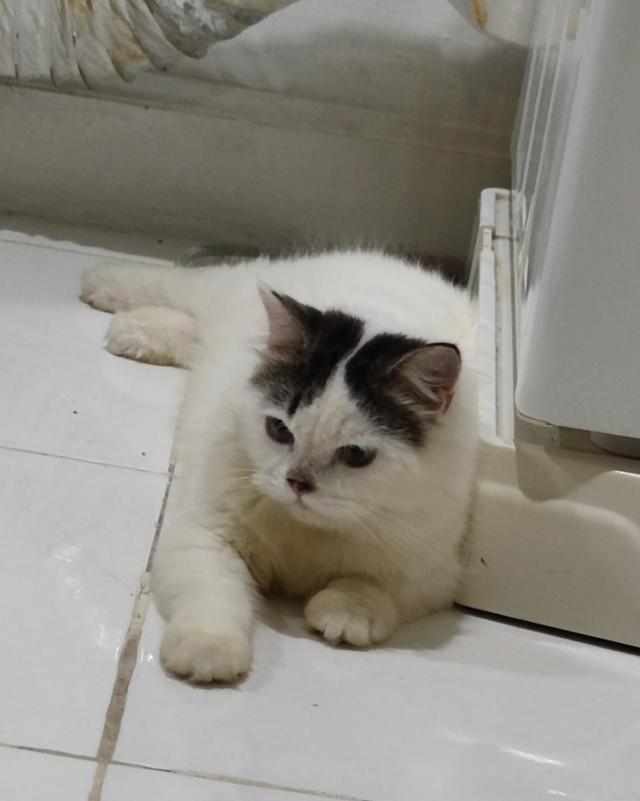 แมวงอก แบ่งเลี้ยง ไม่มีสินสอด