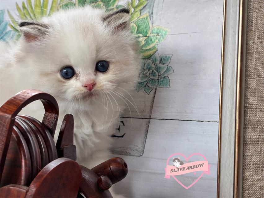 Ragdoll