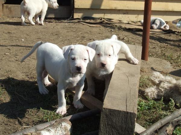 Vaccinated Dogo Argentino Puppies Available