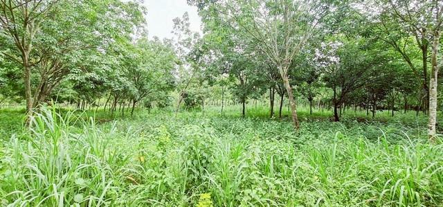 ที่ดิน 54 ไร่ 139 ตร.ว มีครบ! สวนยาง–สวนปาล์ม–บ้าน–น้ำใช้ตลอดปี จ.สระแก้ว 6