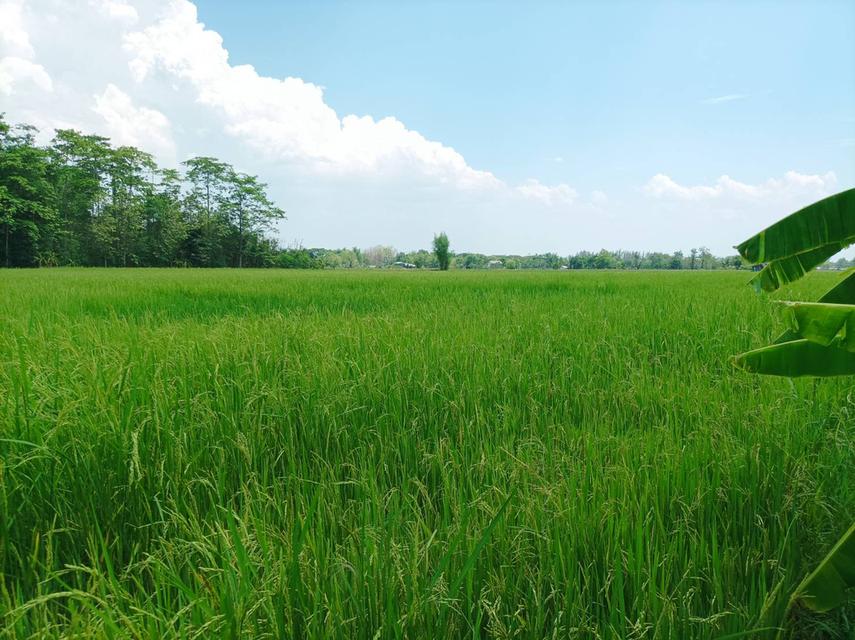 ขายที่ดิน 12ไร่ ต.สง่าบ้าน อ.ดอยสะเก็ด จ.เชียงใหม่ 1