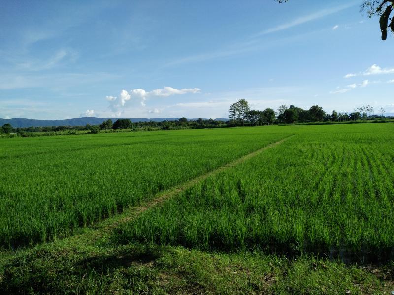 ที่ดินนา13ไร่ ติดถนน100กว่าเมตร 3